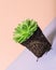 Succulent sempervivum plant Floral decoration color background