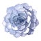Succulent Stone Flower watercolor illustration