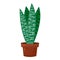 Succulent striped green flower pot for room design, natural cactus houseplant