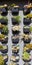 Succulent wall garden in Southern California outdoor shopping center