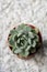 succulent on white stones