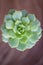 Succulent on wooden surface.