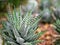Succulent Zebra plant ,Haworthia Aloe Vera ,Pearl plant ,Zebra cactus ,Star window ,Cushion Aloe