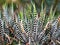 Succulent Zebra plant ,Haworthia Aloe Vera ,Pearl plant ,Zebra cactus ,Star window ,Cushion Aloe