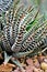 Succulent Zebra plant ,Haworthia Aloe Vera ,Pearl plant ,Zebra cactus ,Star window ,Cushion Aloe ,Haworthia fasciata South African