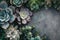 succulents background Many beautiful succulents freshness garden