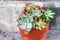 Succulents in broken pottery, Stylish gardening