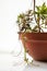 Succulents, cacti, white peonies,Foliage plants are more Zen over white background