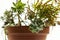Succulents, cacti, white peonies,Foliage plants are more Zen over white background