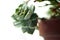 Succulents, cacti, white peonies,Foliage plants are more Zen over white background