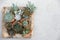 Succulents and cactus arrangement on a wooden stand on a concrete background.