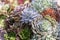 Succulents or cactus in desert botanical garden for decoration and agriculture design