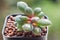 Succulents or cactus in desert botanical garden with sand stone pebbles background for decoration and agriculture design.