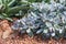 Succulents or cactus in desert botanical garden with sand stone pebbles background. succulents or cactus for decoration.