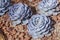 Succulents or cactus in desert botanical garden with sand stone pebbles background. succulents or cactus for decoration.