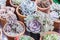 Succulents or cactus in desert botanical garden with sand stone pebbles background. succulents or cactus for decoration.