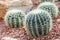 Succulents or cactus in desert botanical garden and stone pebbles background. succulents or cactus for decoration.