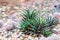 Succulents or cactus in desert botanical garden and stone pebbles background. succulents or cactus for decoration.