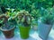 Succulents and cactus display in a plant store