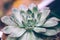 Succulents cactus Echeveria Lola close up. Nature background concept