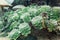 Succulents and cactus in a garden. Echeveria, a stone rose. Horizontal photo. Selective focus