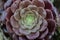 Succulents and cactus in a garden. Echeveria, a stone rose. Horizontal photo. Selective focus, close up image of purple