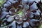 Succulents and cactus in a garden. Echeveria, a stone rose. Horizontal photo. Selective focus, close up image of purple