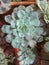 Succulents and cactus in a garden. Echeveria, a stone rose. Horizontal photo. Selective focus, close up image of purple succulent