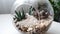 Succulents and cactus in a glass florarium on a light background