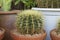 Succulents or cactus small plant in pot