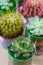 Succulents and cactuses