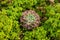 Succulents and cactuses in Dalat Flower Park, Vietnam