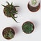 Succulents and cactuses top view