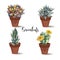 Succulents in clay pots. Set. Graphics with watercolor. Vector.