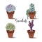 Succulents in clay pots. Set. Graphics with watercolor. Vector.