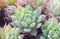 Succulents close up shot, GRAPTOPETALUM MACDOUGALLII ALXANDER