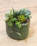 Succulents composition in emerald green pot
