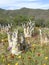 Succulents and daisies in the wild