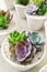 succulents of different types and colors planted in one pot make it even more attractive. there are light colors and soft colors.