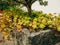 Succulents of Echeveria in the flowerbed. Cacti in the pot. Flow