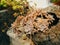 Succulents of Echeveria in the flowerbed. Cacti in the pot. Flow