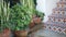 Succulents in flowerpot, gardening in California USA. Green house plants, clay pots. Mexican garden design, arid desert