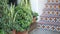 Succulents in flowerpot, gardening in California USA. Green house plants, clay pots. Mexican garden design, arid desert