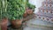 Succulents in flowerpot, gardening in California USA. Green house plants, clay pots. Mexican garden design, arid desert