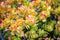 Succulents and flowers in the gardens just outside of the Alcatraz prison