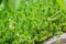 Succulents green background. Sedum album or white stonecrop, is a flowering plant of the genus