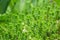 Succulents green background. Sedum album or white stonecrop, is a flowering plant of the genus