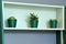 Succulents in green containers