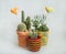 Succulents grow in a beautiful planter mini garden on a sunny window