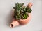 Succulents grow in a beautiful planter mini garden on a sunny window